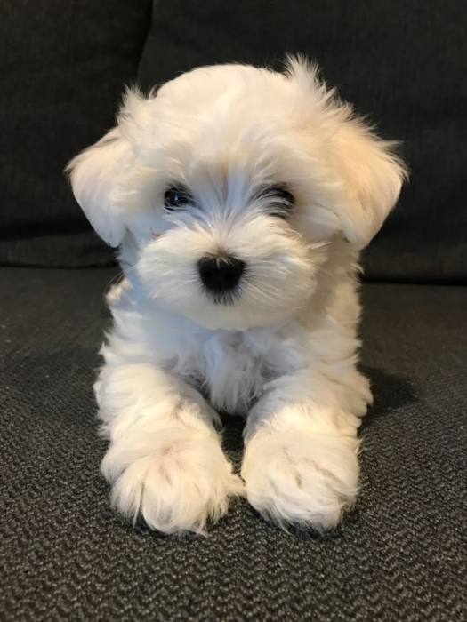Chiot bichon maltais مراكش