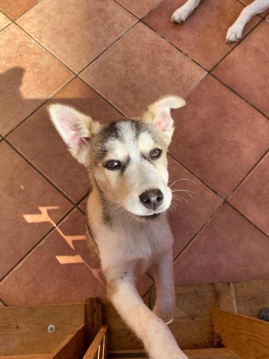 Adorable chiot croisé husky & chien الرباط