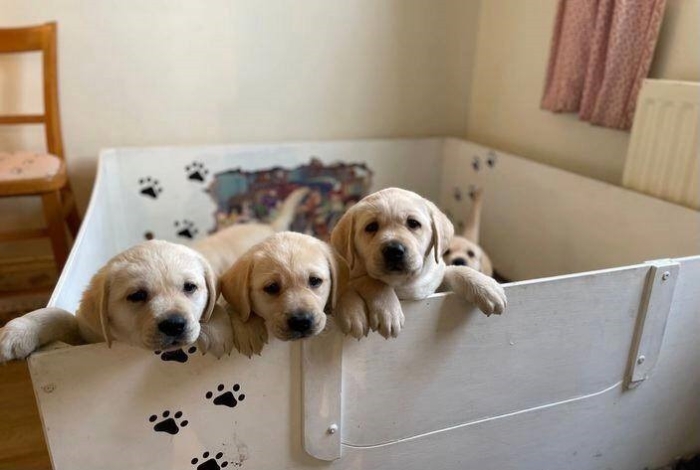 Labrador sable الرباط