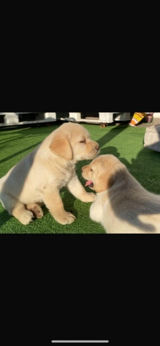Labrador الدار البيضاء