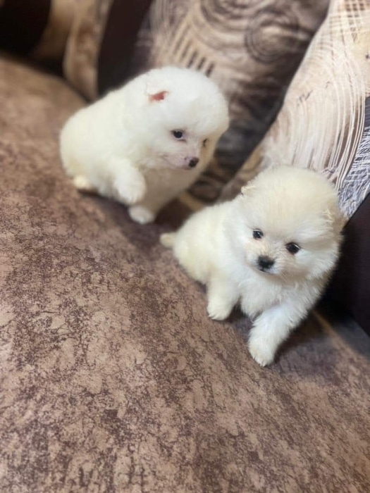 Chiots spitz nain الدار البيضاء