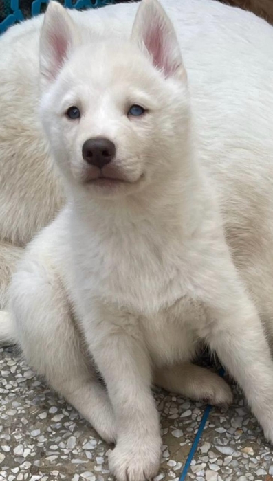 Chiot husky sibérien femelle blanc الرباط