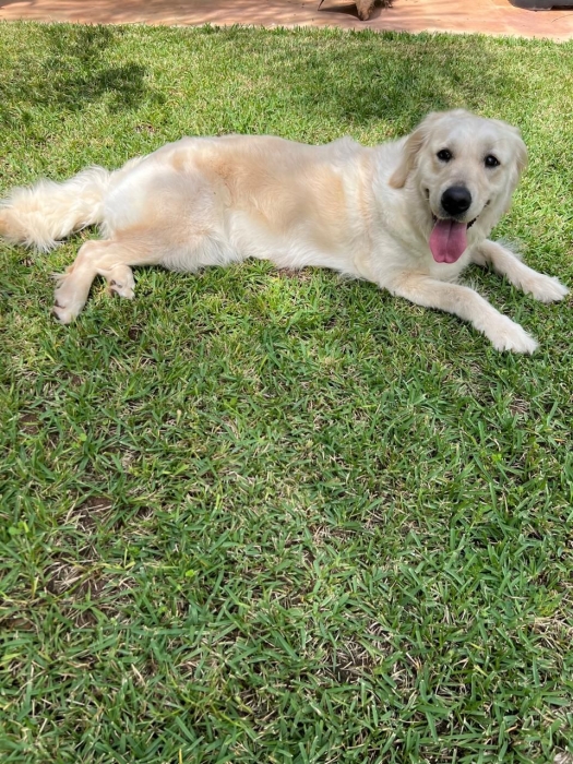 Golden retriever الدار البيضاء