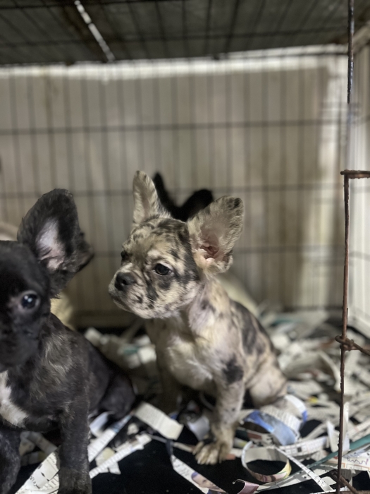 Bouledogue fluffy الدار البيضاء