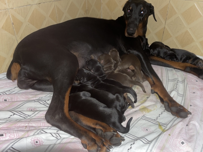 Chiots doberman الدار البيضاء