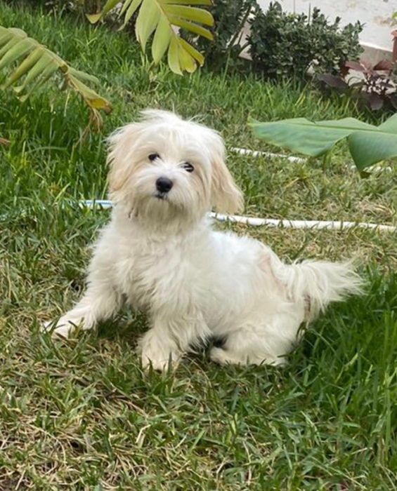 Bichon maltais مكناس