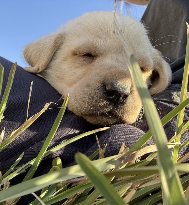 Labrador sable الدار البيضاء