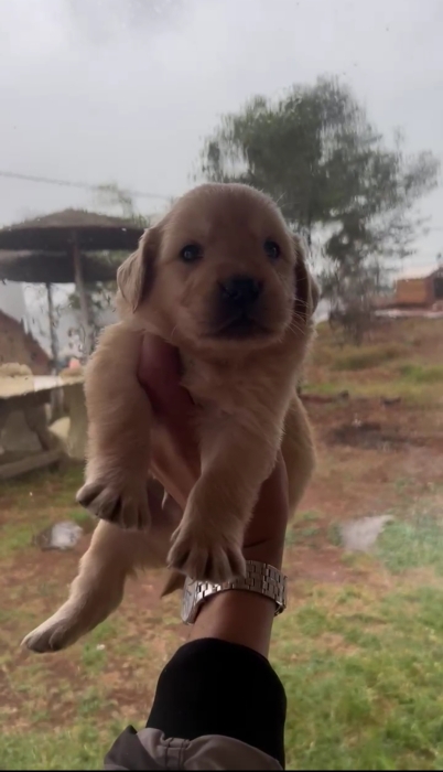 Golden retriever ; red fox الدار البيضاء
