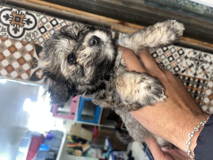 Bichons maltais مراكش