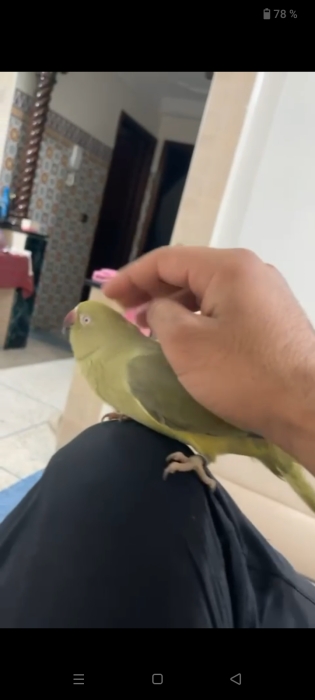 Perruche à collier jeune et vive  الدار البيضاء